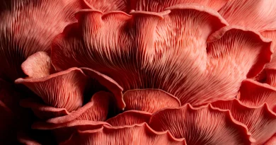 The billion-year reign of fungi that predated plants and made Earth livable