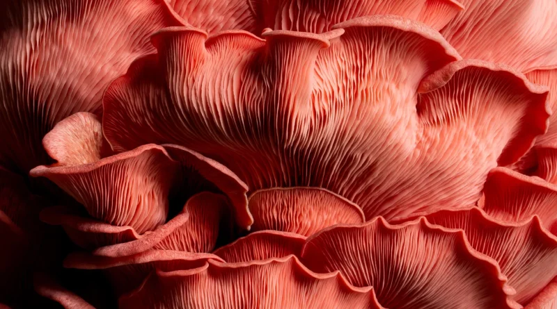 The billion-year reign of fungi that predated plants and made Earth livable
