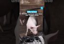 Ukraine : 13 000 cochons abattus suite à une attaque russe