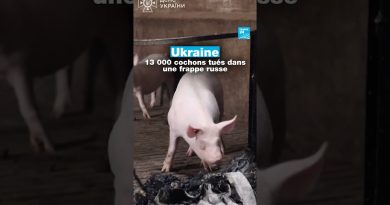 Ukraine : 13 000 cochons abattus suite à une attaque russe