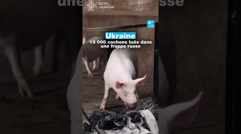 Ukraine : 13 000 cochons abattus suite à une attaque russe