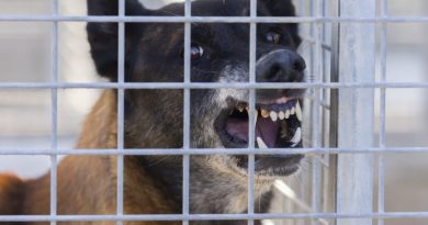 Un chien mord deux enfants de 4 ans, il est "maîtrisé" par les gendarmes