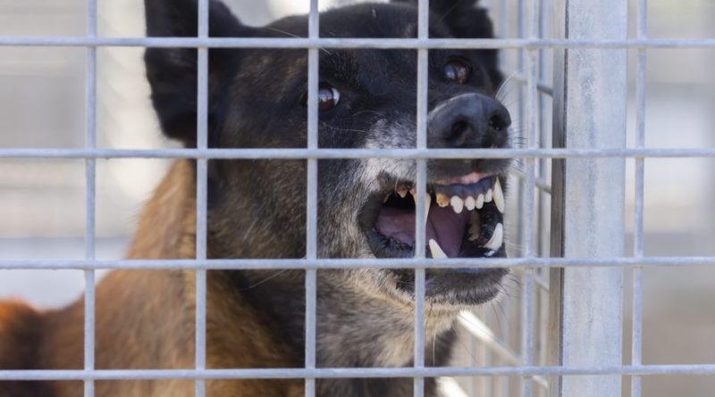 Un chien mord deux enfants de 4 ans, il est "maîtrisé" par les gendarmes