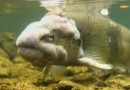 Un jeune pêcheur de 12 ans alerte sur la pollution des rivières neuchâteloises