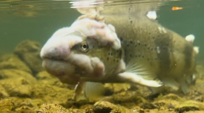 Un jeune pêcheur de 12 ans alerte sur la pollution des rivières neuchâteloises