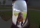 Un singe piégé dans une tornade : incroyable mais vrai !