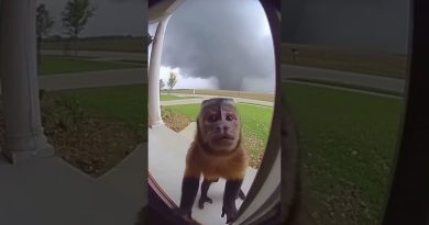 Un singe piégé dans une tornade : incroyable mais vrai !