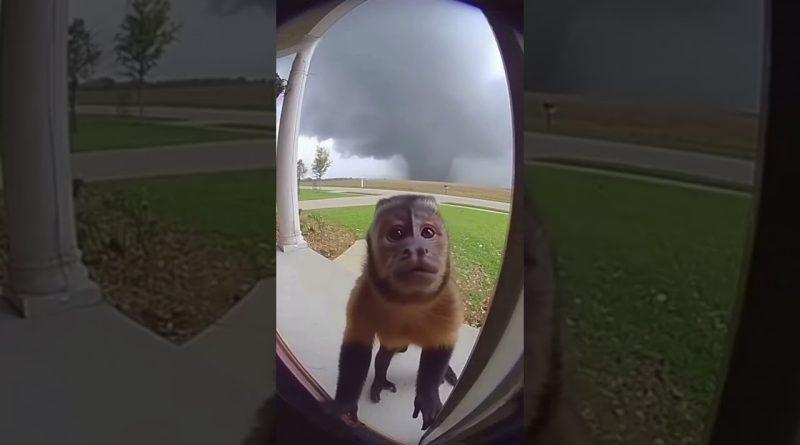 Un singe piégé dans une tornade : incroyable mais vrai !