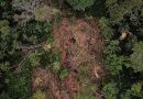 Une ONG dénonce de nombreuses irrégularités dans les compensations carbone des forêts de RDC - Le Temps