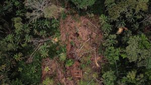 Une ONG dénonce de nombreuses irrégularités dans les compensations carbone des forêts de RDC - Le Temps