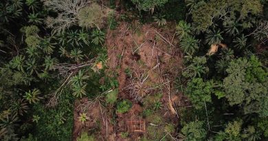 Une ONG dénonce de nombreuses irrégularités dans les compensations carbone des forêts de RDC - Le Temps