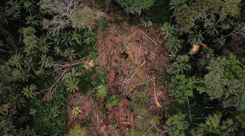 Une ONG dénonce de nombreuses irrégularités dans les compensations carbone des forêts de RDC - Le Temps