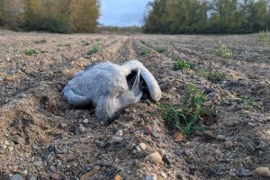 Une “hécatombe” de grues cendrées dans la Nièvre, "certains oiseaux tombent même en plein vol"