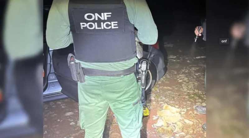 Une opération anti-braconnage menée au Maïdo pour protéger le tangue