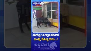 Une vache fait irruption dans une station de métro à Banashankari !