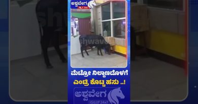 Une vache fait irruption dans une station de métro à Banashankari !