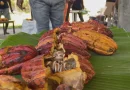 VIDÉO. À Ponérihouen, les producteurs de cacao échangent sur les secrets de leur métier