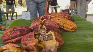 VIDÉO. À Ponérihouen, les producteurs de cacao échangent sur les secrets de leur métier