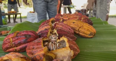 VIDÉO. À Ponérihouen, les producteurs de cacao échangent sur les secrets de leur métier