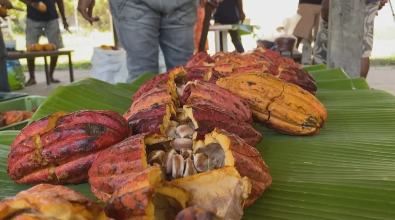 VIDÉO. À Ponérihouen, les producteurs de cacao échangent sur les secrets de leur métier