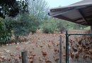 VIDEO - Les élevages de poulets de Loué face à la menace de la grippe aviaire en Sarthe - ici