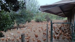 VIDEO - Les élevages de poulets de Loué face à la menace de la grippe aviaire en Sarthe - ici