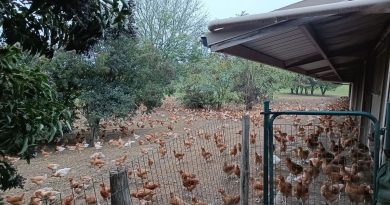 VIDEO - Les élevages de poulets de Loué face à la menace de la grippe aviaire en Sarthe - ici