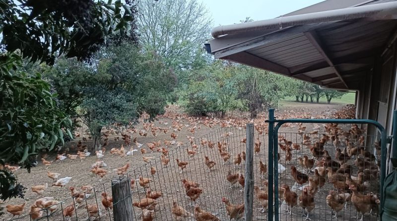 VIDEO - Les élevages de poulets de Loué face à la menace de la grippe aviaire en Sarthe - ici
