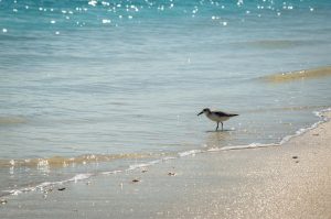 Provence Alpes Côte d’Azur, Marseille, Nice, landscape, sea, mountain, Villéenne