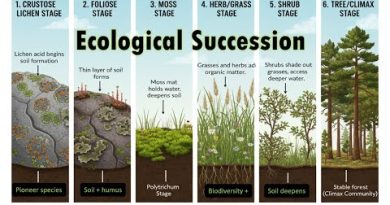 What is Ecological Succession? Xerosere Stages in 5 Minutes