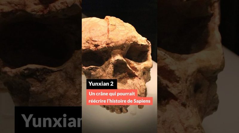 Yunxian 2 : un crâne qui pourrait changer l'histoire de Sapiens
