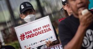 Jakarta interdit la consommation de viande de chien et de chat pour lutter contre la rage
