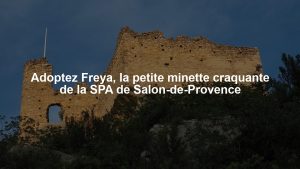 Adoptez Freya, la petite minette craquante de la SPA de Salon-de-Provence