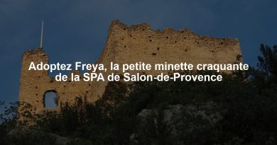 Adoptez Freya, la petite minette craquante de la SPA de Salon-de-Provence