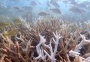 Une vague de chaleur marine record en 2023 a rendu deux espèces de coraux, indispensables pour l