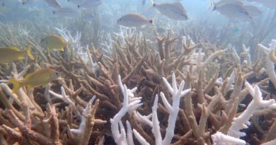 Une vague de chaleur marine record en 2023 a rendu deux espèces de coraux, indispensables pour l
