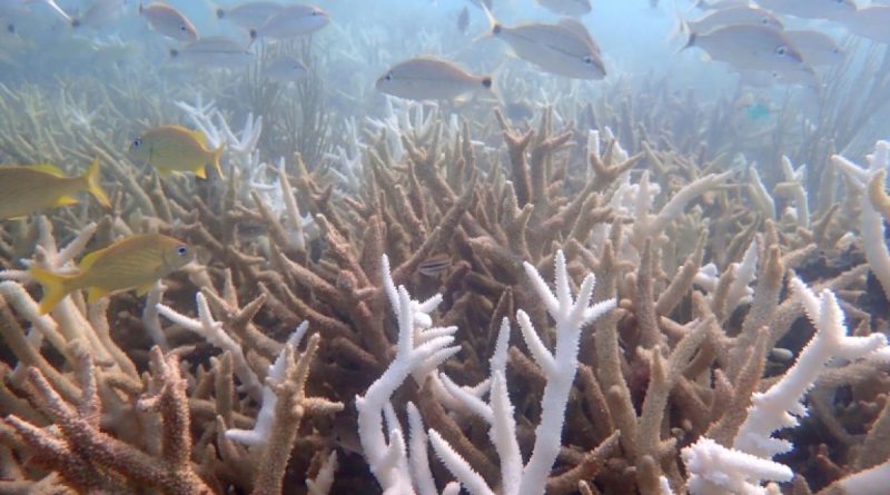 Une vague de chaleur marine record en 2023 a rendu deux espèces de coraux, indispensables pour l