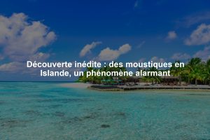 Découverte inédite : des moustiques en Islande, un phénomène alarmant