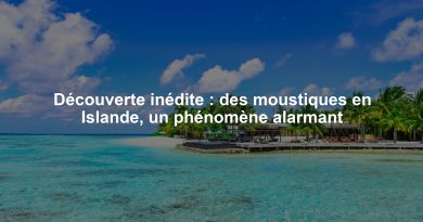 Découverte inédite : des moustiques en Islande, un phénomène alarmant
