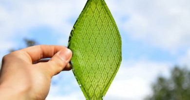 Des chercheurs japonais veulent recréer une photosynthèse artificielle pour produire de l'énergie