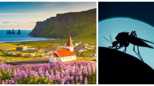 Des moustiques découverts pour la première fois en Islande - RTBF Actus