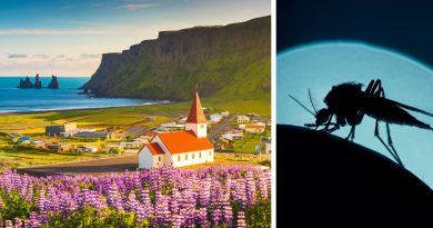 Des moustiques découverts pour la première fois en Islande - RTBF Actus
