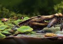 Le plus ancien crocodile à museau allongé d'Égypte révèle les origines africaines des crocodiles marins.