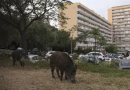 Vidéo : Les sangliers en ville, une étude des chercheurs sur leur impact urbain