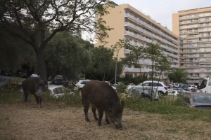 Vidéo : Les sangliers en ville, une étude des chercheurs sur leur impact urbain