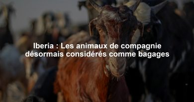 Iberia : Les animaux de compagnie désormais considérés comme bagages