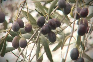 Récolte d'olives dans les Alpes-Maritimes : prévisions de 10 fois moins qu'en 2022