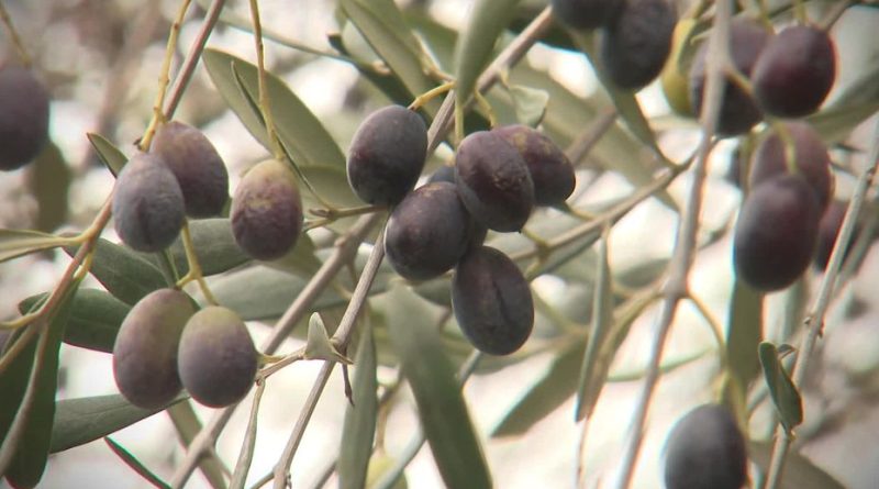Récolte d'olives dans les Alpes-Maritimes : prévisions de 10 fois moins qu'en 2022