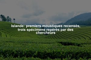 Islande: premiers moustiques recensés, trois spécimens repérés par des chercheurs