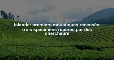 Islande: premiers moustiques recensés, trois spécimens repérés par des chercheurs